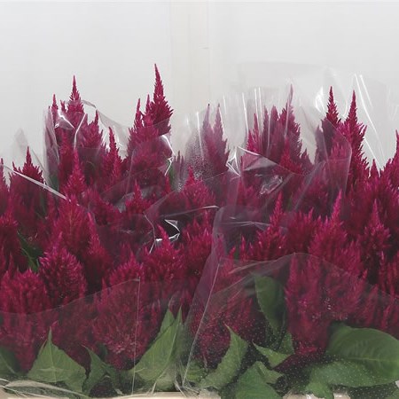 Celosia Plume Purple