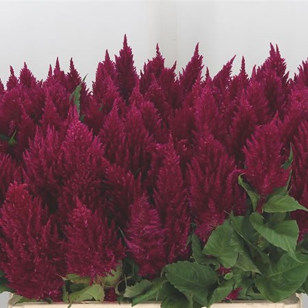 Celosia Plume Purple