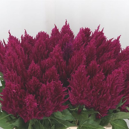 Celosia Plume Purple