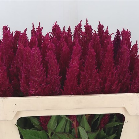 Celosia Plume Purple