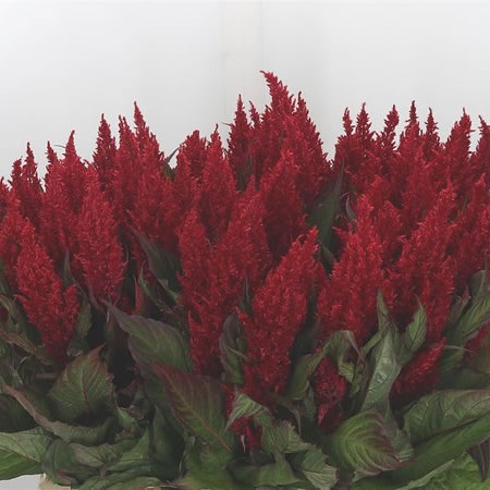 Celosia Plume Red