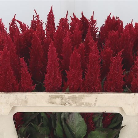 Celosia Plume Red