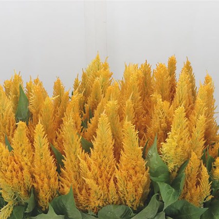 Celosia Plume Yellow