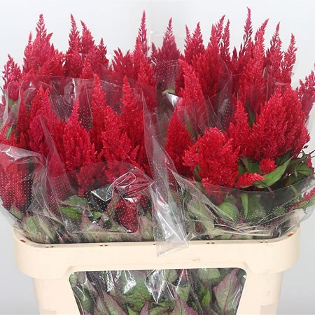 Celosia Red Sunday