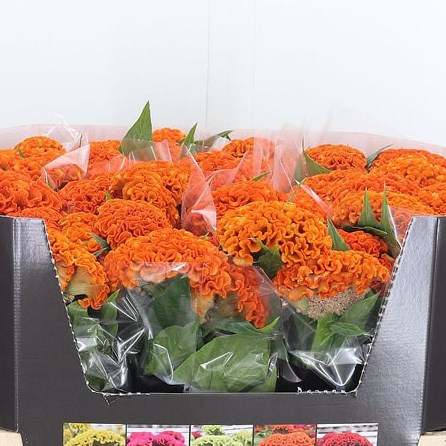 Celosia Reprise Orange