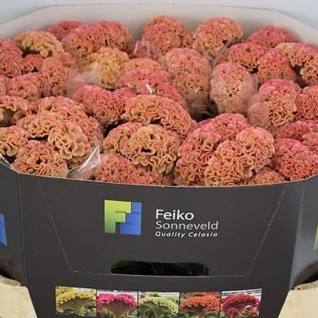 Celosia Reprise Rose