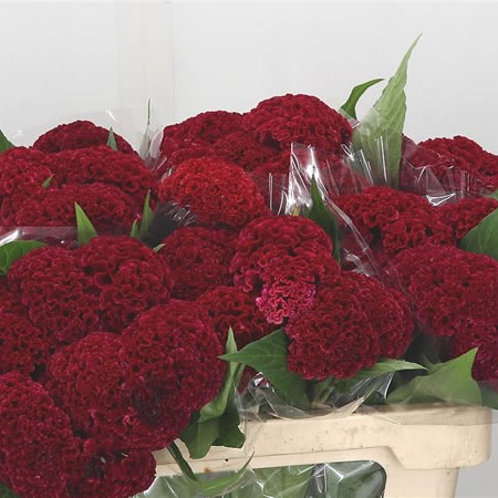 Celosia Reprise Velvet