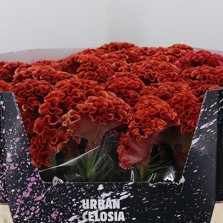 Celosia Rocking Choc
