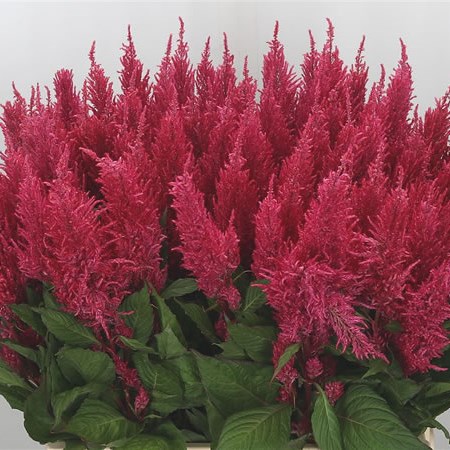 Celosia Royal Pink
