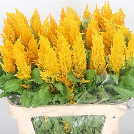 Celosia Sunday Gold