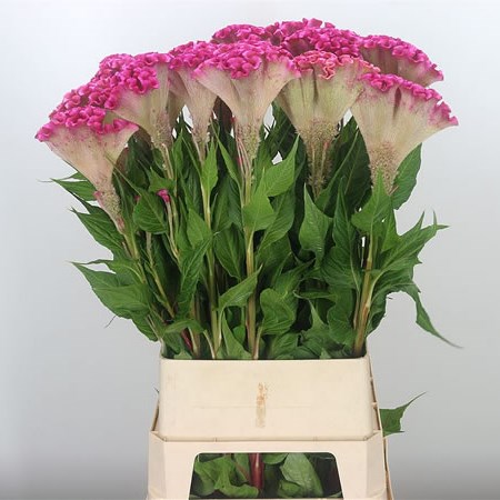 Celosia Turbo Hot Pink