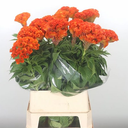 Celosia Turbo Orange