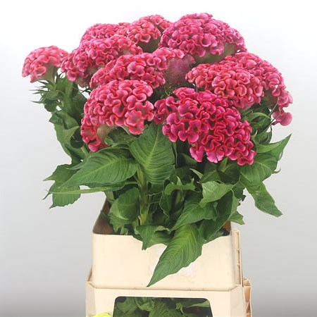 Celosia Turbo Unlimited Coral