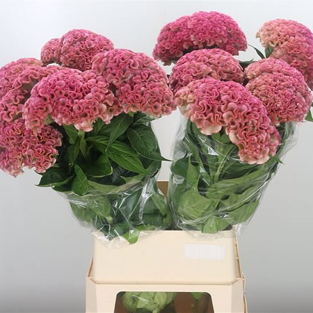 Celosia Turbo Unlimited Pink
