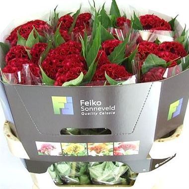Celosia Act Dara