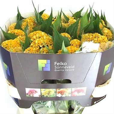 Celosia cr act inca
