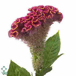 Celosia cr bombay firosa