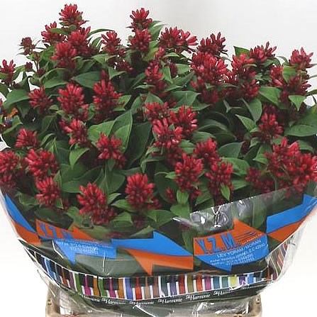 Cestrum Red Zohar