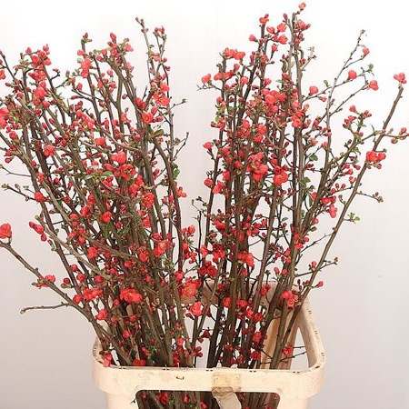 Chaenomeles Japonica