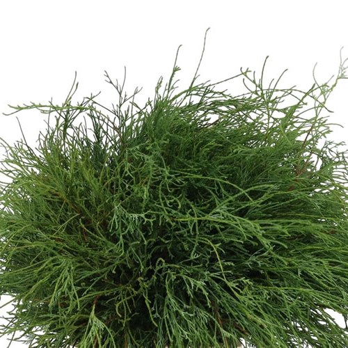 Chamaecyparis Pisifera Filifera 50cm Wholesale Dutch Flowers