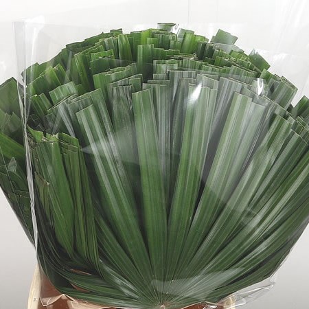 Chamaerops Raphis Palm