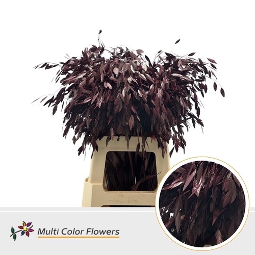 Chasmanthium Dyed Bordeaux