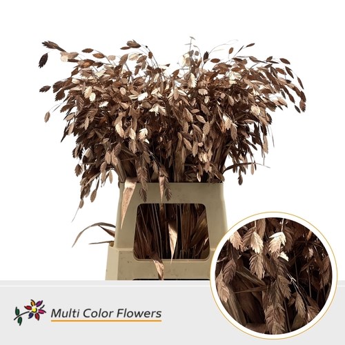 Chasmanthium Dyed Copper