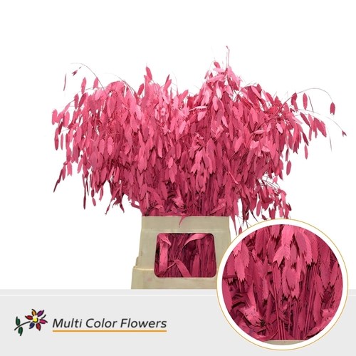 Chasmanthium Dyed Coral