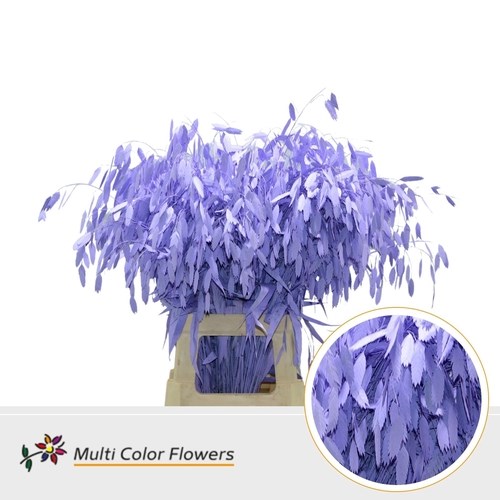 Chasmanthium Dyed Lilac