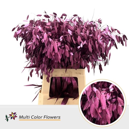 Chasmanthium Dyed Metallic Erica