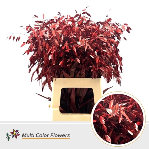 Chasmanthium Dyed Red