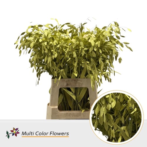 Chasmanthium Dyed Yellow