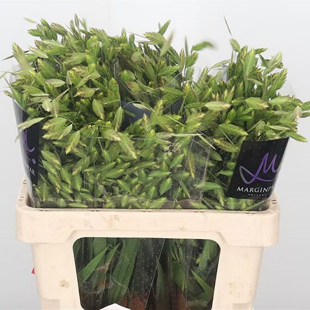 Chasmanthium Latifolium