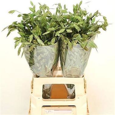 Chasmanthium Latifolium
