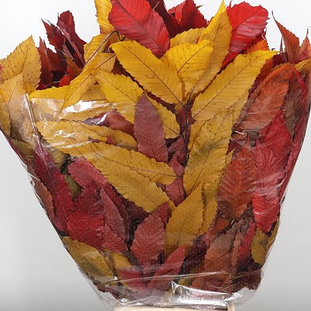 Chestnut Leaves