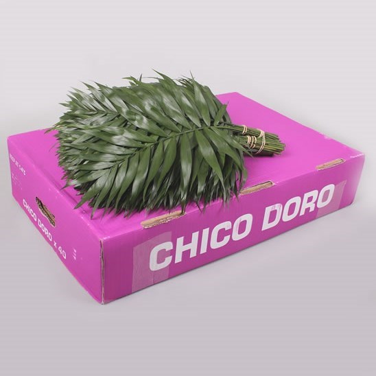 Chico Palm Doro