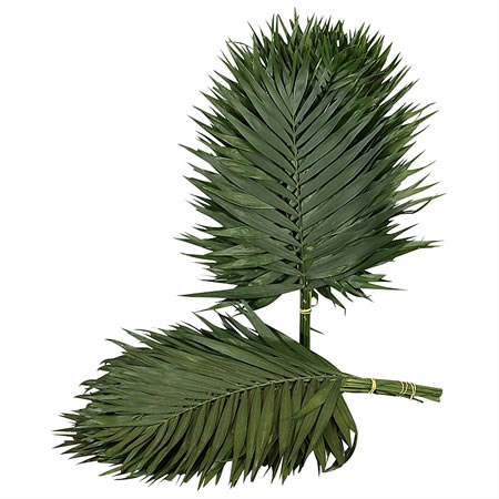 Chico Palm Jumbo