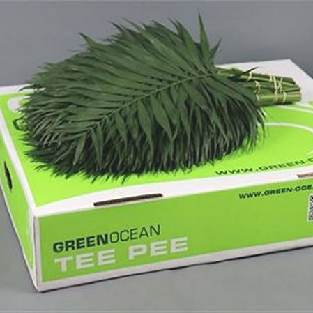 Chico Palm Premium