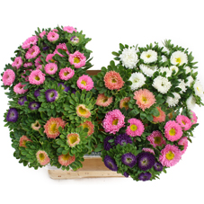 CALLISTEPHUS MIX (COLS MAY VARY)