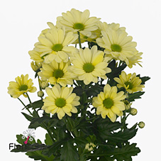 Chrysant san. Alero Cream