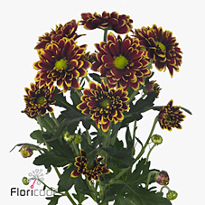 Chrysant san. Amethyst Amber