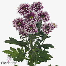 Chrysant spr. amethyst rubellite