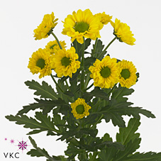 Chrysant san. aviso