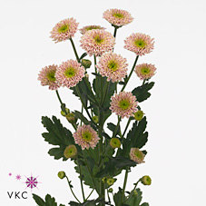 Chrysant san. bautista
