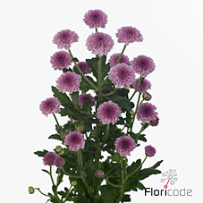 Chrysant san. Bo Pink
