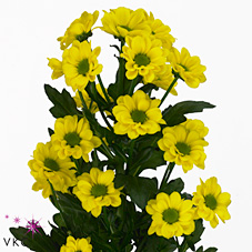 Chrysant san. carina
