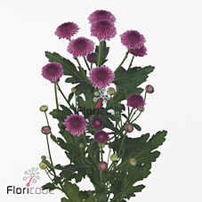 Chrysant san. cheeks dark