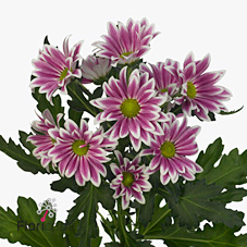 Chrysant san. Cirque Dark