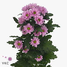 Chrysant san. daniek