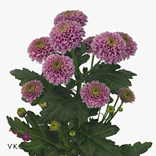 Chrysant san. doria